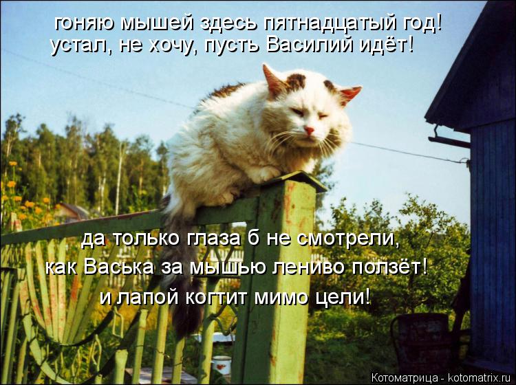 гоняю мышей здесь пятнадцатый год! устал, не хочу, пусть Василий идёт! да только глаза б не смотрели,... Котоматрица: гоняю мышей здесь пятнадцатый год! устал, не хочу, пусть Василий идёт! да только глаза б не смотрели, как Васька за мышью лениво ползёт! и лап