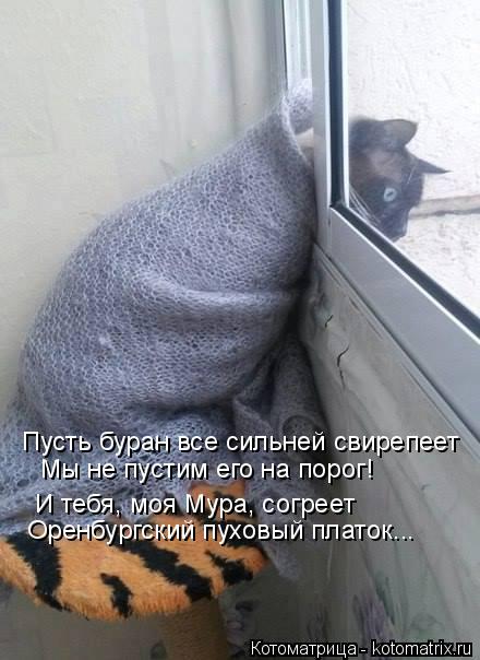 Пусть буран все сильней свирепеет Мы не пустим его на порог! И тебя, моя Мура, согреет Оренбургский п... Котоматрица: Пусть буран все сильней свирепеет Мы не пустим его на порог! И тебя, моя Мура, согреет Оренбургский пуховый платок...