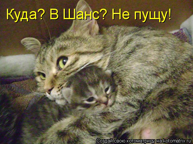 Куда? В Шанс? Не пущу!... Котоматрица: Куда? В Шанс? Не пущу!