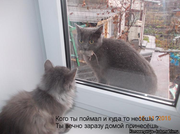 Кого ты поймал и куда то несёшь ? Ты вечно заразу домой принесёшь .... Котоматрица: Кого ты поймал и куда то несёшь ? Ты вечно заразу домой принесёшь .