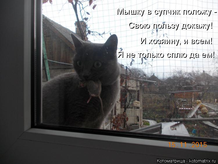 Котоматрица: Мышку в супчик положу - Свою пользу докажу! И хозяину, и всем! Я не только сплю да ем!