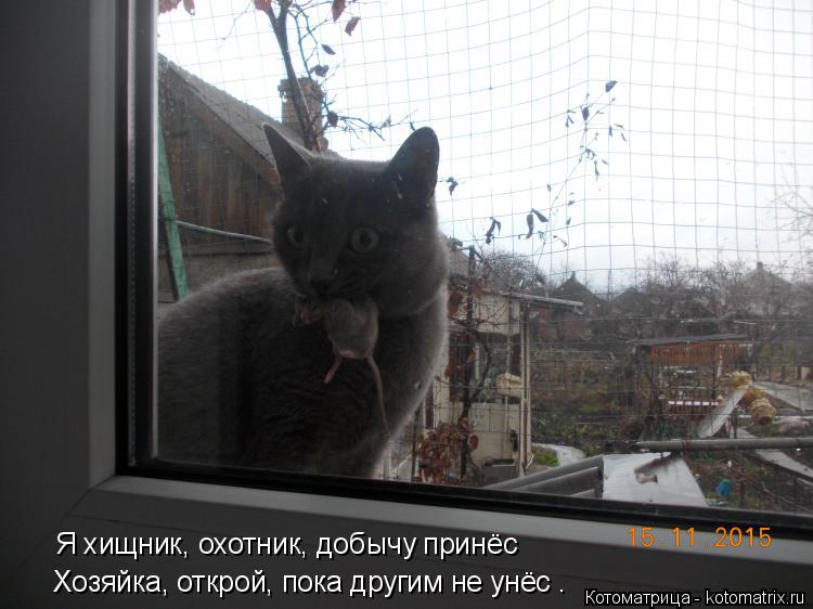Я хищник, охотник, добычу принёс Хозяйка, открой, пока другим не унёс .... Котоматрица: Я хищник, охотник, добычу принёс Хозяйка, открой, пока другим не унёс .