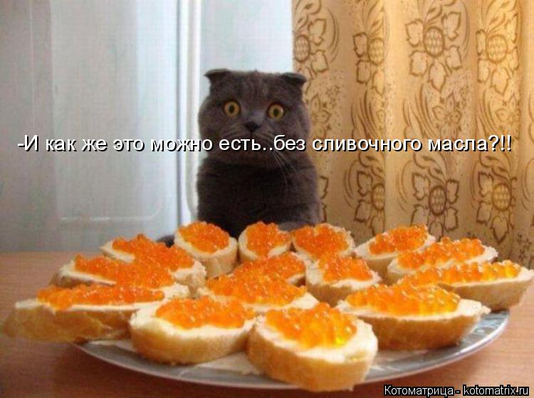 -И как же это можно есть..без сливочного масла?!!... Котоматрица: -И как же это можно есть..без сливочного масла?!!