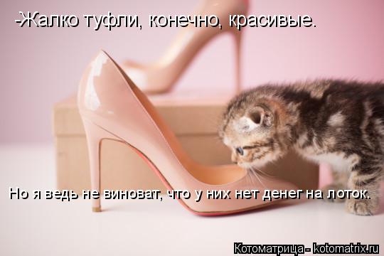 -Жалко туфли, конечно, красивые. Но я ведь не виноват, что у них нет денег на лоток.... Котоматрица: -Жалко туфли, конечно, красивые. Но я ведь не виноват, что у них нет денег на лоток.
