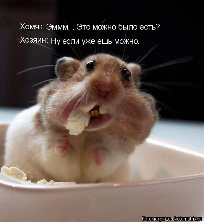 Эммм... Это можно было есть? Хомяк: Хозяин: Ну если уже ешь можно.... Котоматрица: Эммм... Это можно было есть? Хомяк: Хозяин: Ну если уже ешь можно.