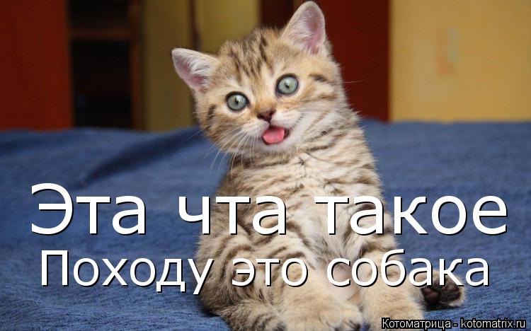 Эта чта такое Походу это собака... Котоматрица: Эта чта такое Походу это собака