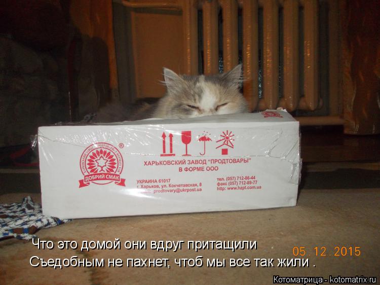 Что это домой они вдруг притащили Съедобным не пахнет, чтоб мы все так жили .... Котоматрица: Что это домой они вдруг притащили Съедобным не пахнет, чтоб мы все так жили .