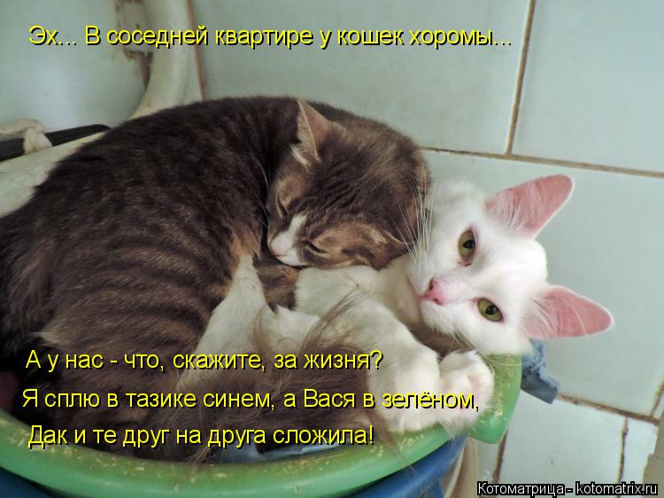 А у нас - что, скажите, за жизня? Я сплю в тазике синем, а Вася в зелёном, Дак и те друг на друга сло... Котоматрица: А у нас - что, скажите, за жизня? Я сплю в тазике синем, а Вася в зелёном, Дак и те друг на друга сложила! Эх... В соседней квартире у кошек хоромы.