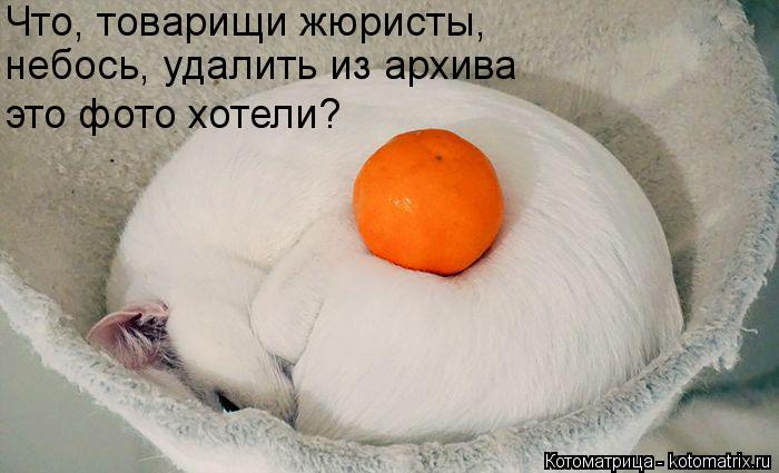 Что, товарищи жюристы, небось, удалить из архива это фото хотели?... Котоматрица: Что, товарищи жюристы, небось, удалить из архива это фото хотели?