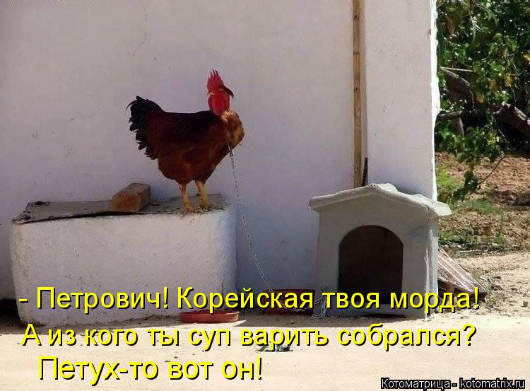- Петрович! Корейская твоя морда! А из кого ты суп варить собрался? Петух-то вот он!... Котоматрица: - Петрович! Корейская твоя морда! А из кого ты суп варить собрался? Петух-то вот он!