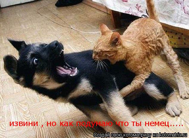 извини , но как подумаю что ты немец........ Котоматрица: извини , но как подумаю что ты немец.....