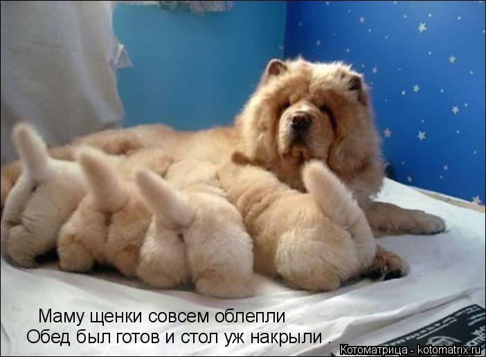 Маму щенки совсем облепли Обед был готов и стол уж накрыли .... Котоматрица: Маму щенки совсем облепли Обед был готов и стол уж накрыли .