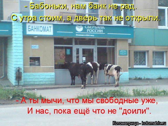- Бабоньки, нам банк не рад. С утра стоим, а дверь так не открыли. - А ты мычи, что мы свободные уже,... Котоматрица: - Бабоньки, нам банк не рад. С утра стоим, а дверь так не открыли. - А ты мычи, что мы свободные уже, И нас, пока ещё что не "доили".