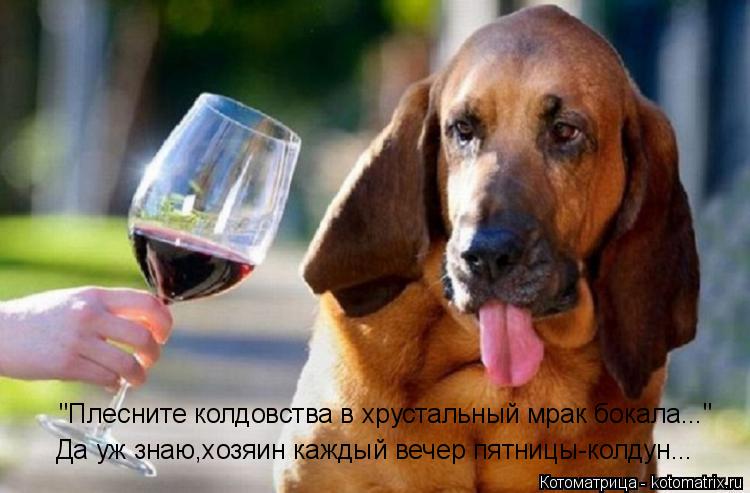 "Плесните колдовства в хрустальный мрак бокала..." Да уж знаю,хозяин каждый вечер пятницы-колдун...... Котоматрица: "Плесните колдовства в хрустальный мрак бокала..." Да уж знаю,хозяин каждый вечер пятницы-колдун...