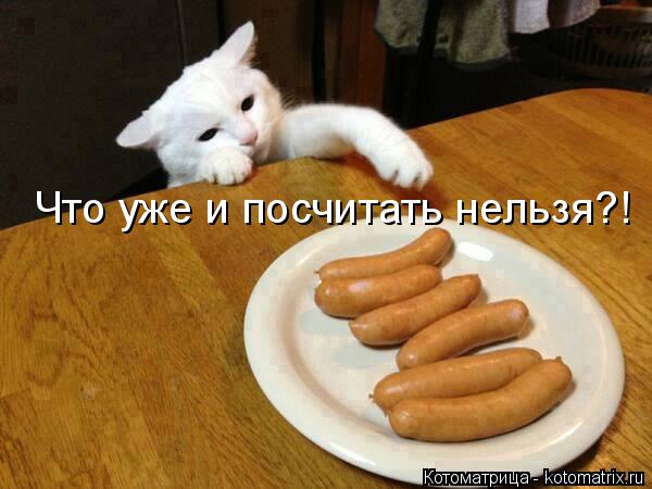 Что уже и посчитать нельзя?!... Котоматрица: Что уже и посчитать нельзя?!