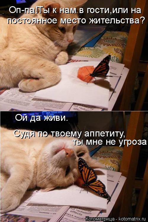 Оп-па!Ты к нам в гости,или на постоянное место жительства? Ой да живи. Судя по твоему аппетиту, ты м... Котоматрица: Оп-па!Ты к нам в гости,или на постоянное место жительства? Ой да живи. Судя по твоему аппетиту, ты мне не угроза.