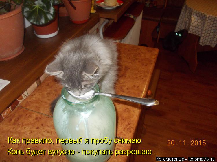 Как правило, первый я пробу снимаю Коль будет вукусно - покупать разрешаю .... Котоматрица: Как правило, первый я пробу снимаю Коль будет вукусно - покупать разрешаю .