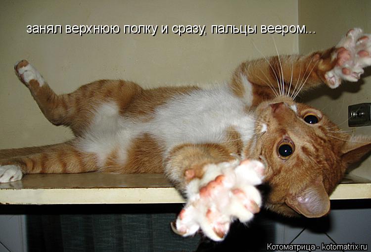 занял верхнюю полку и сразу, пальцы веером...... Котоматрица: занял верхнюю полку и сразу, пальцы веером...