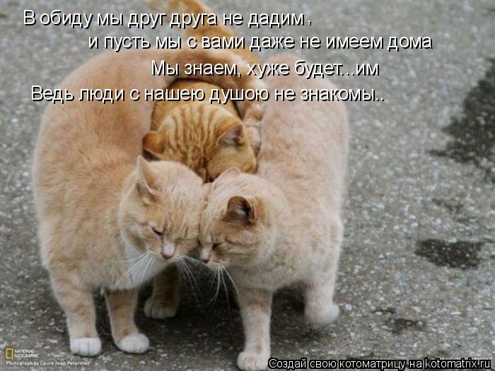 В обиду мы друг друга не дадим , и пусть мы с вами даже не имеем дома Мы знаем, хуже будет...им Ведь ... Котоматрица: В обиду мы друг друга не дадим , и пусть мы с вами даже не имеем дома Мы знаем, хуже будет...им Ведь люди с нашею душою не знакомы..