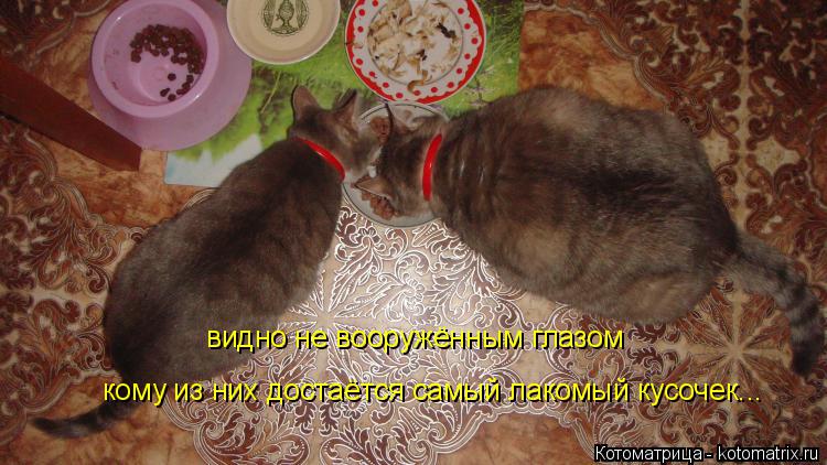 видно не вооружённым глазом кому из них достаётся самый лакомый кусочек...... Котоматрица: видно не вооружённым глазом кому из них достаётся самый лакомый кусочек...