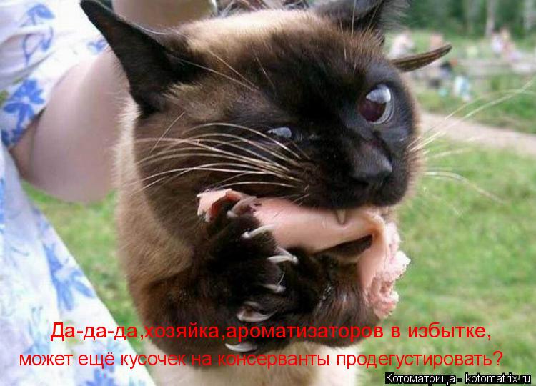Да-да-да,хозяйка,ароматизаторов в избытке, может ещё кусочек на консерванты продегустировать?... Котоматрица: Да-да-да,хозяйка,ароматизаторов в избытке, может ещё кусочек на консерванты продегустировать?