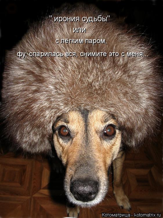 " ирония судьбы" или с лёгким паром, фу, спарилась вся, снимите это с меня...... Котоматрица: " ирония судьбы" или с лёгким паром, фу, спарилась вся, снимите это с меня...