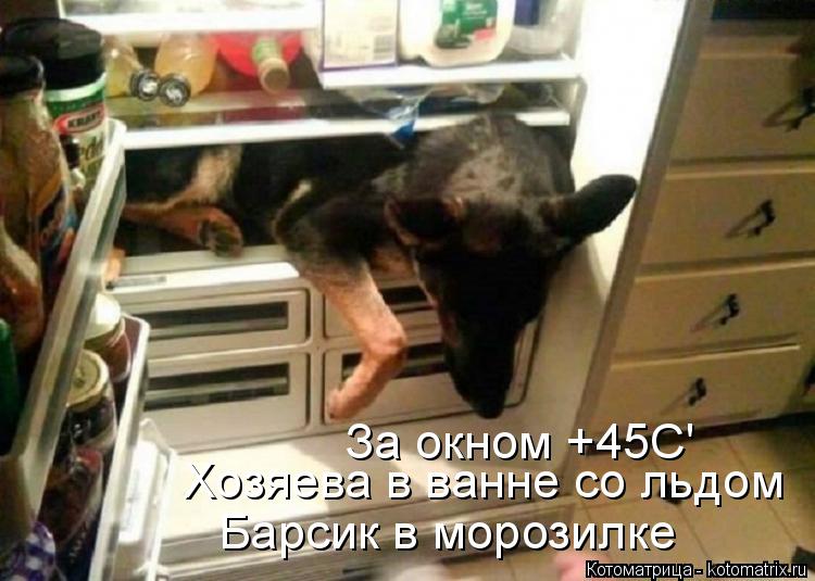 За окном +45C' Хозяева в ванне со льдом Барсик в морозилке... Котоматрица: За окном +45C' Хозяева в ванне со льдом Барсик в морозилке