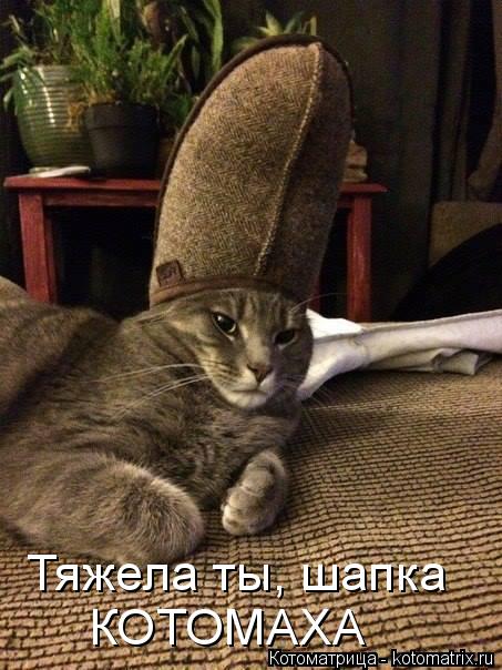 КОТОМАХА Тяжела ты, шапка... Котоматрица: КОТОМАХА Тяжела ты, шапка