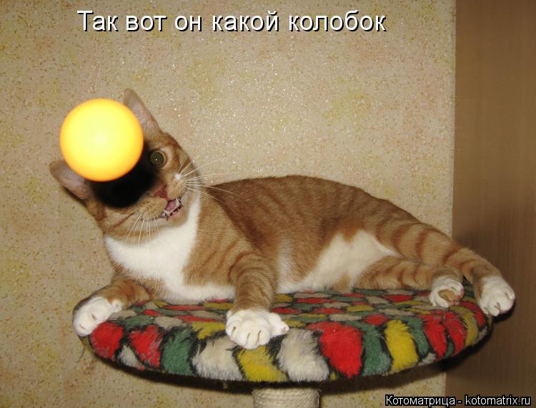 Так вот он какой колобок... Котоматрица: Так вот он какой колобок