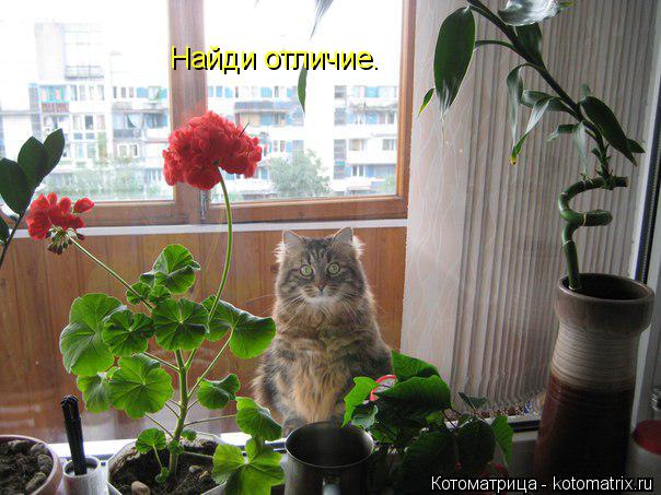 Найди отличие.... Котоматрица: Найди отличие.