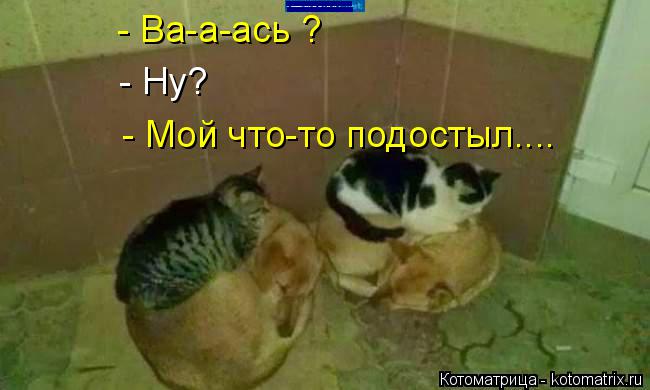 - Мой что-то подостыл.... - Ва-а-ась ? - Ну? __ __... Котоматрица: - Мой что-то подостыл.... - Ва-а-ась ? - Ну? __ __