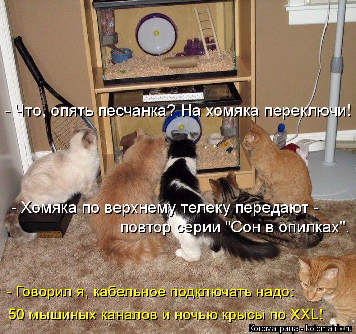 - Что, опять песчанка? На хомяка переключи! - Говорил я, кабельное подключать надо: 50 мышиных канало... Котоматрица: - Что, опять песчанка? На хомяка переключи! - Говорил я, кабельное подключать надо: 50 мышиных каналов и ночью крысы по XXL! - Хомяка по верхнему т