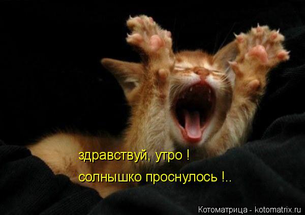 здравствуй, утро ! солнышко проснулось !..... Котоматрица: здравствуй, утро ! солнышко проснулось !..