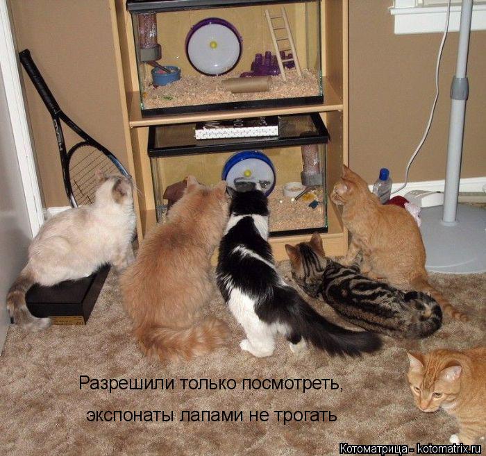 Разрешили только посмотреть, экспонаты лапами не трогать... Котоматрица: Разрешили только посмотреть, экспонаты лапами не трогать