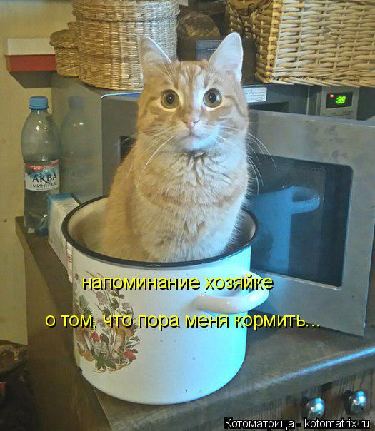 напоминание хозяйке о том, что пора меня кормить...... Котоматрица: напоминание хозяйке о том, что пора меня кормить...