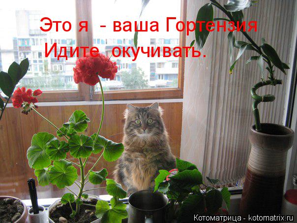 Это я - ваша Гортензия Идите окучивать.... Котоматрица: Это я - ваша Гортензия Идите окучивать.
