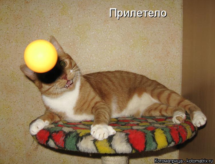 Прилетело... Котоматрица: Прилетело