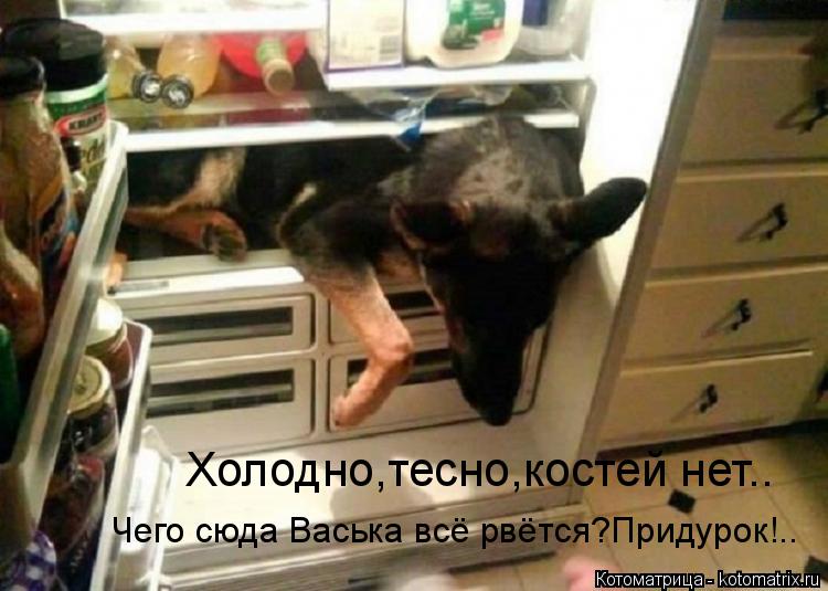 Холодно,тесно,костей нет.. Чего сюда Васька всё рвётся?Придурок!..... Котоматрица: Холодно,тесно,костей нет.. Чего сюда Васька всё рвётся?Придурок!..