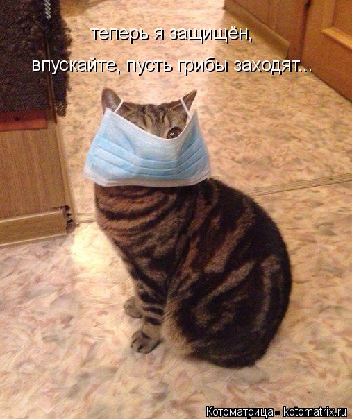 теперь я защищён, впускайте, пусть грибы заходят...... Котоматрица: теперь я защищён, впускайте, пусть грибы заходят...