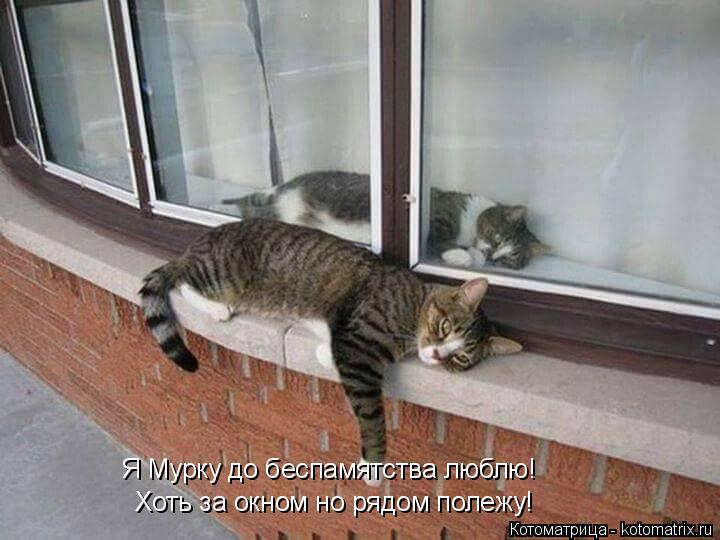 Хоть за окном но рядом полежу! Я Мурку до беспамятства люблю!... Котоматрица: Хоть за окном но рядом полежу! Я Мурку до беспамятства люблю!