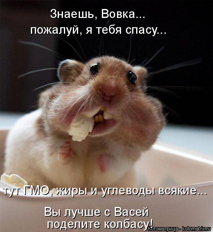 Знаешь, Вовка... пожалуй, я тебя спасу... тут ГМО, жиры и углеводы всякие... Вы лучше с Васей подел... Котоматрица: Знаешь, Вовка... пожалуй, я тебя спасу... тут ГМО, жиры и углеводы всякие... Вы лучше с Васей поделите колбасу!