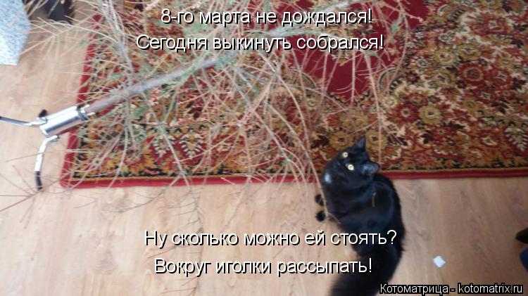 8-го марта не дождался! Сегодня выкинуть собрался! Ну сколько можно ей стоять? Вокруг иголки рассыпат... Котоматрица: 8-го марта не дождался! Сегодня выкинуть собрался! Ну сколько можно ей стоять? Вокруг иголки рассыпать!