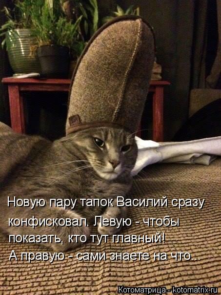 конфисковал. Левую - чтобы Новую пару тапок Василий сразу показать, кто тут главный! А правую - сами ... Котоматрица: конфисковал. Левую - чтобы Новую пару тапок Василий сразу показать, кто тут главный! А правую - сами знаете на что...