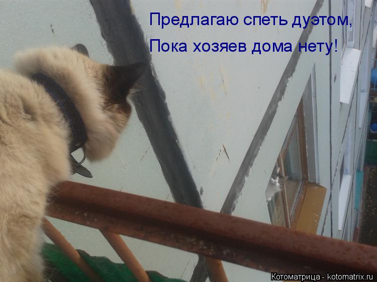 Предлагаю спеть дуэтом, Пока хозяев дома нету!... Котоматрица: Предлагаю спеть дуэтом, Пока хозяев дома нету!