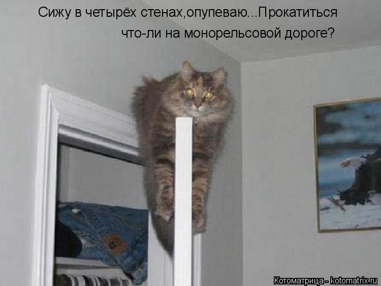 Сижу в четырёх стенах,опупеваю...Прокатиться что-ли на монорельсовой дороге?... Котоматрица: Сижу в четырёх стенах,опупеваю...Прокатиться что-ли на монорельсовой дороге?