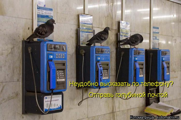 Неудобно высказать по телефону? Отправь голубиной почтой... Котоматрица: Неудобно высказать по телефону? Отправь голубиной почтой