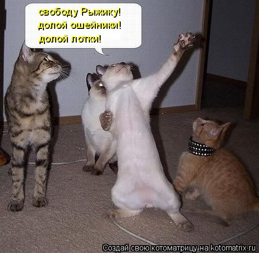 свободу Рыжику! долой ошейники! долой лотки!... Котоматрица: свободу Рыжику! долой ошейники! долой лотки!