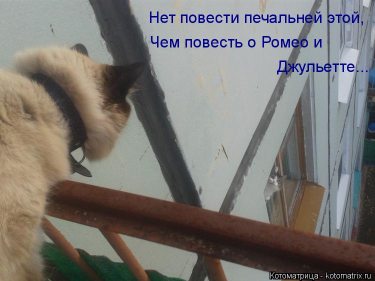 Нет повести печальней этой, Чем повесть о Ромео и Джульетте...... Котоматрица: Нет повести печальней этой, Чем повесть о Ромео и Джульетте...