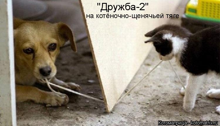 "Дружба-2" на котёночно-щенячьей тяге... Котоматрица: "Дружба-2" на котёночно-щенячьей тяге