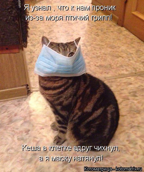 Я узнал , что к нам проник а я маску натянул! из-за моря птичий грипп! Кеша в клетке вдруг чихнул,... Котоматрица: Я узнал , что к нам проник а я маску натянул! из-за моря птичий грипп! Кеша в клетке вдруг чихнул,
